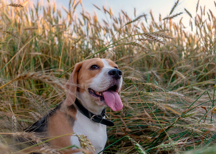Espigues a Sant Cugat: quan allò natural esdevé un risc